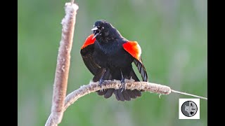 Chant et cri du carouge à épaulettesSong and Call of Redwinged Blackbird [upl. by Maurey]