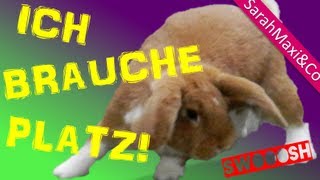 Kaninchen  Gehege einrichtenStall bauen Kaninchen Haltung süß Hase lustig [upl. by Atikahs]