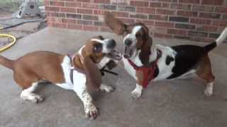 Two Basset Hounds Playing [upl. by Feingold]