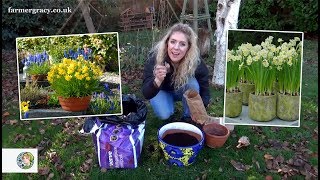 How to plant Daffodils bulbs in a pot or container  FarmerGracycouk [upl. by Obie393]