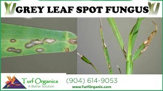 HOW TO TREAT AND IDENTIFY GREY LEAF SPOT FUNGUS [upl. by Elstan]