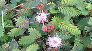 Propiedades Curativas De la Mimosa Pudica Y beneficios [upl. by Quent]