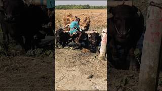 A buffalo herdsman is testing the strength of the buffalo buffalo strength [upl. by Ayhay458]