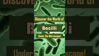 Discover the World of Bacilli Under the Microscope 🦠 🔬 bacilli microscopy scienceshorts [upl. by Gilford]