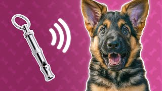 Dog Whistle Sound  Ultrasonic Sound for Dogs [upl. by Heringer]