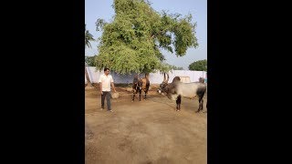 Kangayam stud bull panikampatti  Wonderful moments [upl. by Edyaw]