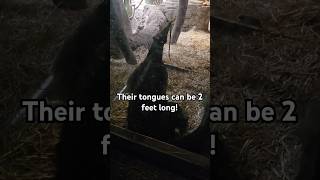 Anteater tongue 2 feet long [upl. by Nee]