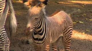 Baby Grevys Zebra  Cincinnati Zoo [upl. by Hpsoj]