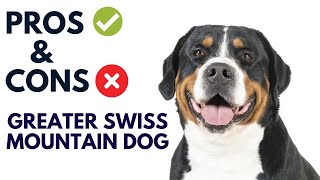 Greater Swiss Mountain Dog Breed Pros and Cons  Swissy Dog Advantages and Disadvantages [upl. by Aidnyc908]