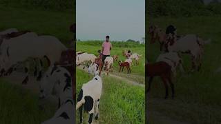 Mltahara Agro Goat Farm Yahan Per Sabhi Nasl ki Bakri available Hai ￼ Baliyapur Dhanbad ￼shorts [upl. by Bear]