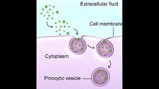 Here are the Basic Differences Between Phagocytosis and Pinocytosis [upl. by Grussing]