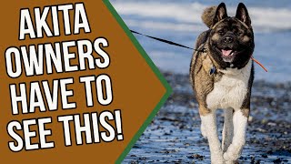 How to Train Your Akita Puppy  Akita Training 101 [upl. by Kcitrap]