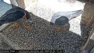 Cal Falcons Annie Cannot Resist Archies Serenade 🎶 Nest Box Beaky Kisses Ensue 💞 2024 Sep 2 [upl. by Denzil]