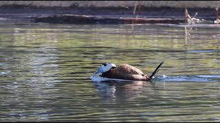 Courtship display of a Whiteheaded Duck  Baltsende Witkopeend Spain 2024 [upl. by Nerraf]