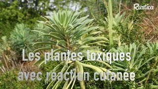 Les plantes toxiques avec réactions cutanées [upl. by Ellehsim]