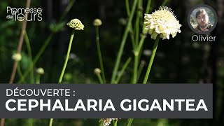 Découverte  Cephalaria gigantea [upl. by Netneuq]