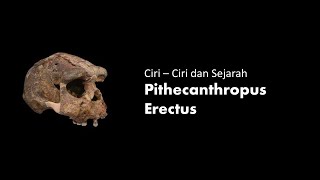 Materi Ciri  Ciri dan Sejarah Pithecanthropus Erectus  Sejarah Indonesia [upl. by Epuladaugairam761]