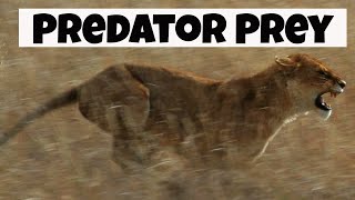 Predator Prey Interactions  Basic Ecology [upl. by Ramej]