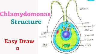 How to draw a Structure of Chlamydomonas [upl. by Eimmot906]