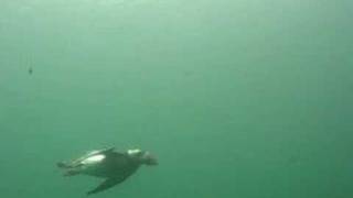 Puffin underwater [upl. by Tatman873]