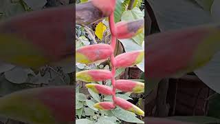 Heliconia rostratakela phuleकेला फूल [upl. by Roper66]