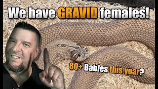 We have GRAVID hognose females Lets gooooo [upl. by Elagiba]