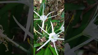 Beach spider lily  Hymenocallis littoralis plants shorts spiderlily [upl. by Ahsienat376]