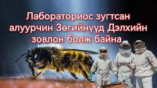 Алуурчин Зөгий алж хядсаар ирж явна Гоё Түүхүүд Goy tuuhuud mongol heleer Монгол хэлээр 2024 [upl. by Utham]