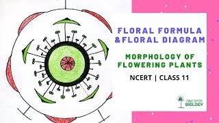 Floral Formula  Morphology of Flowering Plants  One Stop Biology  NCERT  Class 11 [upl. by Jannery]