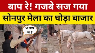 Sonepur Mela 2023 सजने लगा है घोड़ा बाज़ार Horse Market [upl. by Adaurd963]