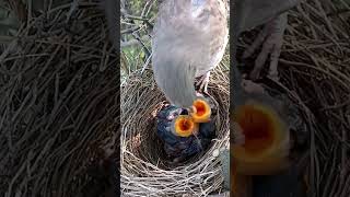 Wild babbler bird babies P 4 shortvideo viralvideo [upl. by Lebisor]