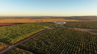 Stahmann Webster Leeton Walnut Orchard Harvest Activities  10th April 2024 [upl. by Acnairb]