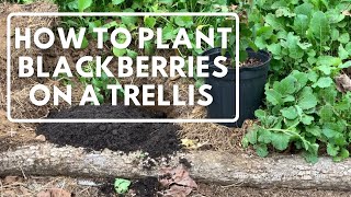 Growing Delicious Blackberries Vertically And In Containers🍇 [upl. by Faxan]