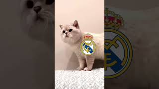 MEME CHAMPION LEAGUE REAL MADRID BARCELONA [upl. by Naul547]