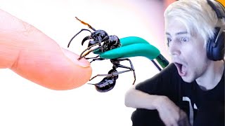 xQc Reacts To Stung By A Bullet Ant With Chat [upl. by Verdie]