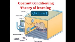 Operant Conditioning Theory of learning Skinner BEd  Theories of learning in psychology [upl. by Duaner296]