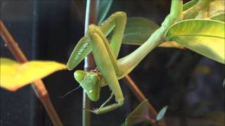 Praying mantis cleans raptorial legs  impressive closeup  Gottesanbeterin putzt die Fangarme [upl. by Ginevra625]