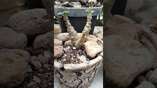 Pachypodium windsorii dwraf from [upl. by Llerrat]