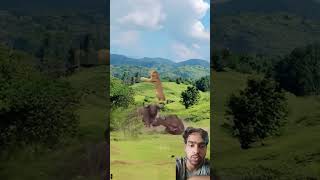 Fight bison and lion in wild 👉newtrending [upl. by Ramar]