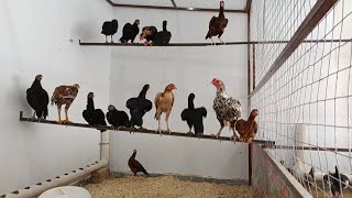 Desi Broody Chickens  Kurak Wali Murghian Mianwali Desi Murghian پرانی دیسی مرغیاں Wild Roosters [upl. by Tanny604]