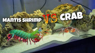 GIANT SMASHING Mantis Shrimp VS Red Claw CRAB [upl. by Schreibman]