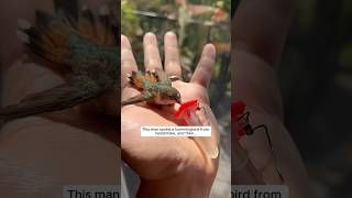 This man saved a hummingbird from heatstroke and then this happened animalshorts [upl. by Nohcim574]