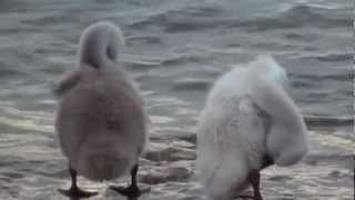 Swan with baby swans cygnets at Lake Garda Italy [upl. by Mckeon]