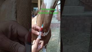 Intravenous injection in goat animals goat veterinary medicine goatfarming vet surgery [upl. by Enattirb]