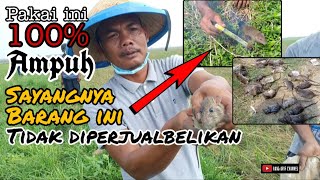 CARA AMPUH MENGENDALIKAN HAMA TIKUS DI SAWAH [upl. by Ursola]