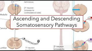 Spinal somatosensory pathways [upl. by Lleuqar301]