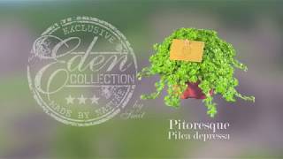 Pilea depressa  Pitoresque [upl. by Imeaj]