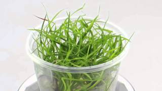 Dennerle Juncus repens InVitro Plant it  Aqua Essentials [upl. by Byram]