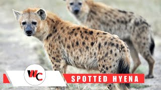 Wanted to Know About Spotted Hyena spottedhyena hyena [upl. by Sigmund]