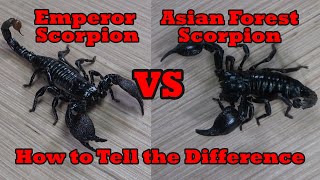 Emperor Scorpion vs Asian Forest Scorpion How to Tell the Difference [upl. by Hizar]